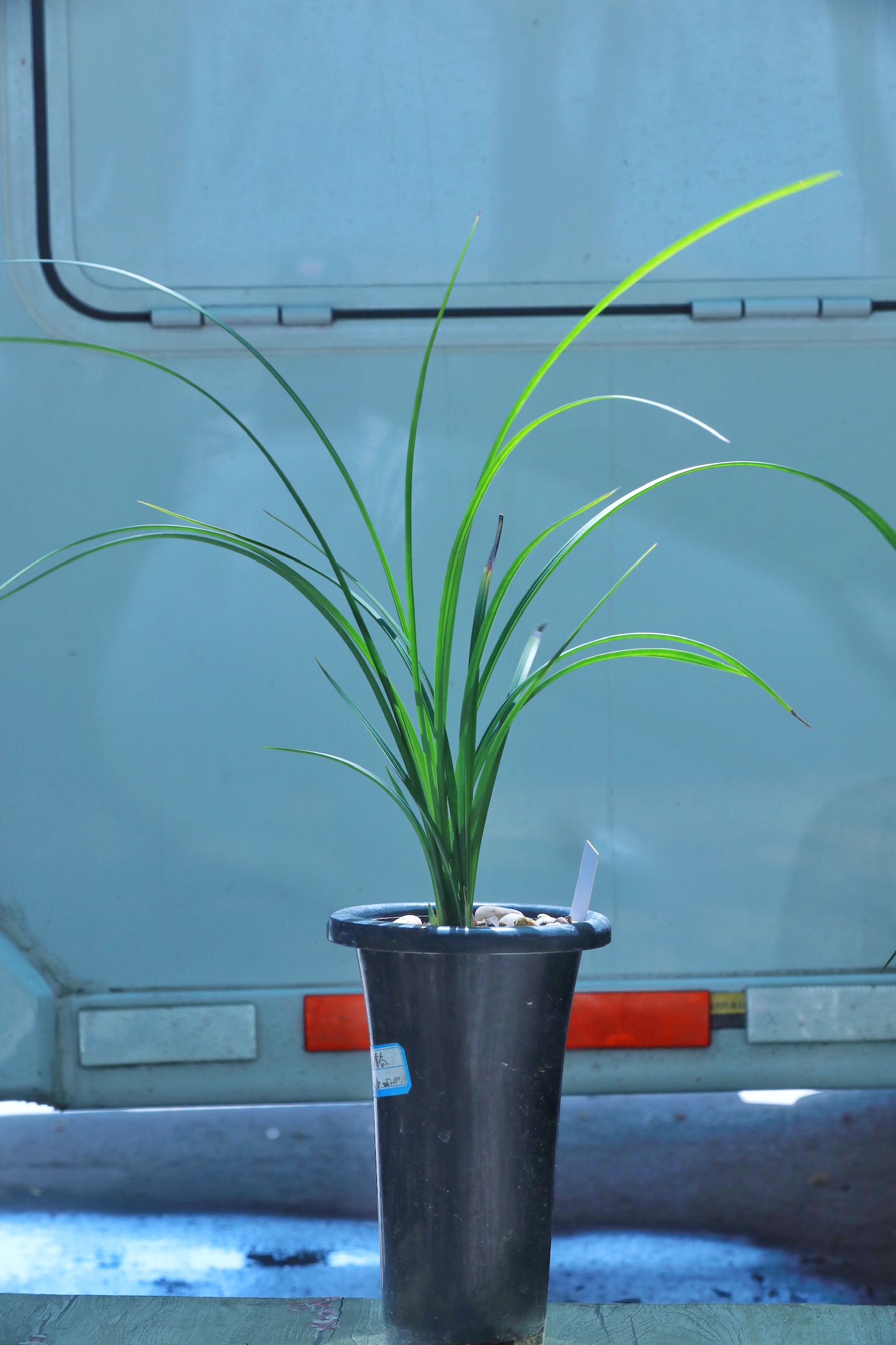 春兰为什么倒闭不了(春兰为什么倒闭不了呢)